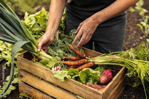 Vegetable farmer arranging freshly picked produce into a crate