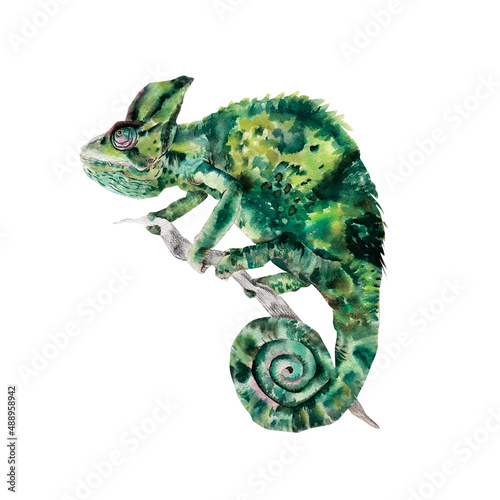 Green chameleon on branch watercolor illustration isolated photo