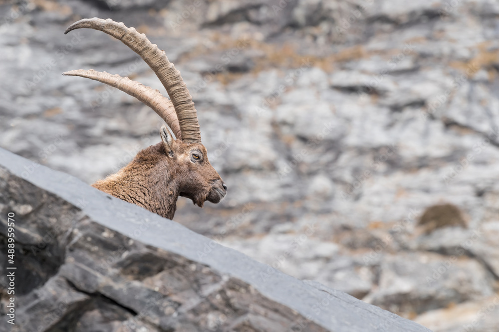 Alpine ibex male in rocky region (Capra ibex)