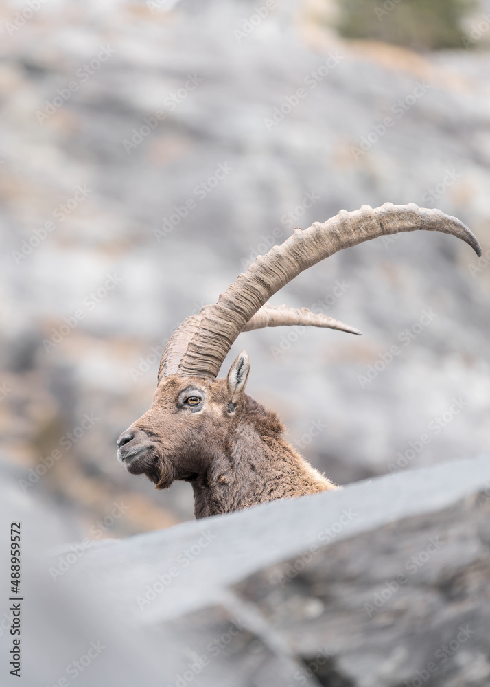 Vertical portrait of Alpine ibex male in the autumn season (Capra ibex)