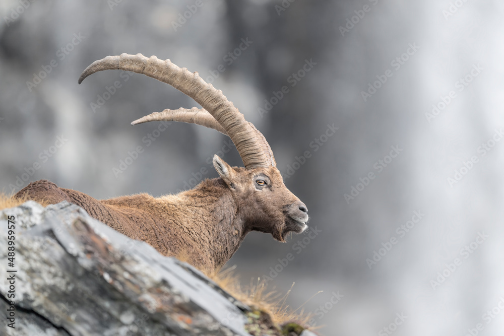 Alpine ibex male on the rock with flowing water on background (Capra ibex)
