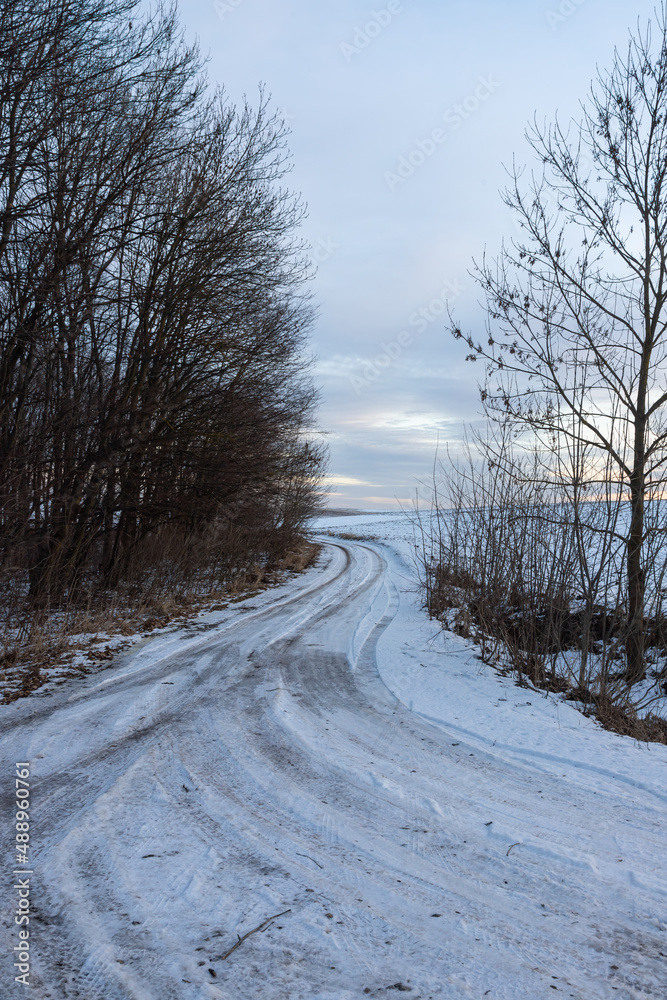 Fototapeta premium Snowy road in a field leading to pine forest. Winter road to nowhere in sunny day, snow-covered fresh car track. Car traces in a deep snow of remote rural area
