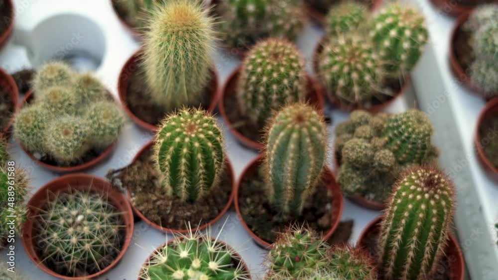 close-up on showcase in the mall many different beautiful cacti grow on the shelves in the supermarket. Sale of indoor plants.