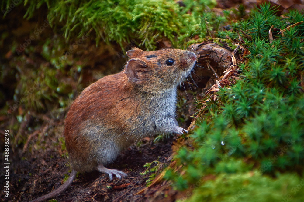 wood mouse (Apodemus Sylvaticus) wood mouse (Apodemus Sylvaticus)