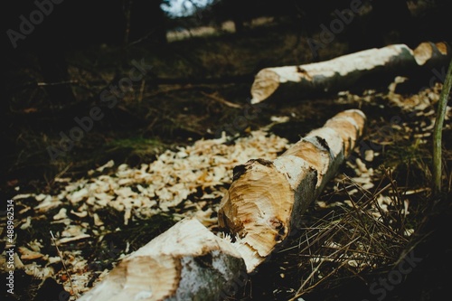 efekt pracy bobrów, powalone drzewo, pogryzione drzewo przez bobry photo