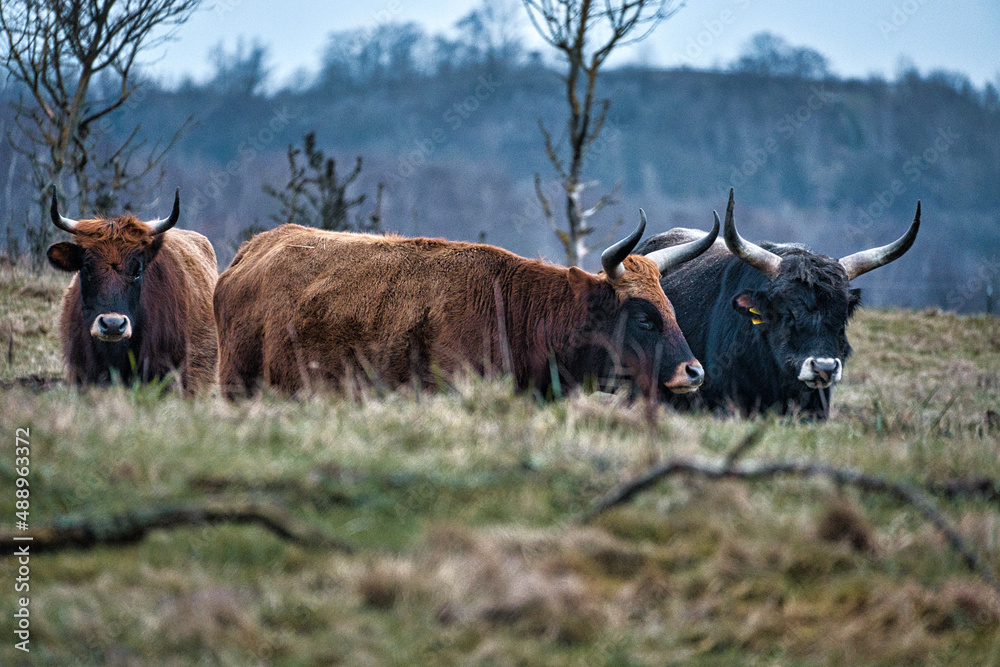 Highland cattle in a meadow. Powerful horns brown fur. Agriculture and animal breeding Highland cattle in a meadow. Powerful horns brown fur. Agriculture and animal breeding
