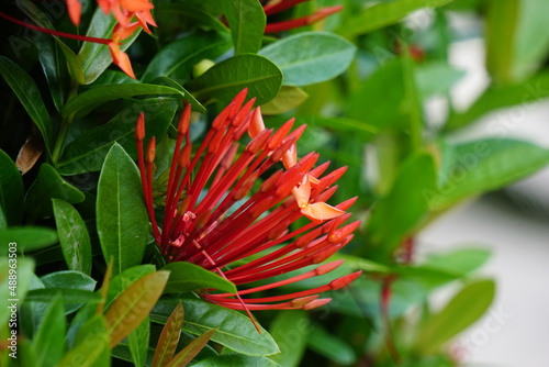 West Indian jasmine  also called ixora  jungle flame  jungle geranium  cruz de Malta  with a natural background