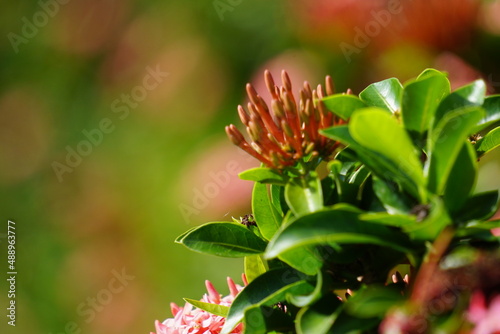 West Indian jasmine (also called ixora, jungle flame, jungle geranium, cruz de Malta) with a natural background photo