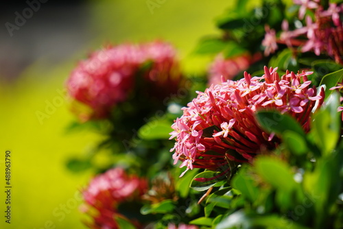 West Indian jasmine (also called ixora, jungle flame, jungle geranium, cruz de Malta) with a natural background photo