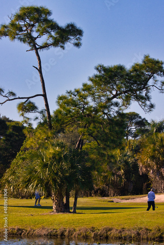 Wild birds on a golf course in Stuart Florida