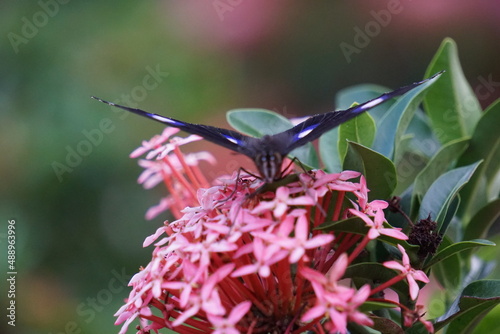 West Indian jasmine (also called ixora, jungle flame, jungle geranium, cruz de Malta) with a natural background photo