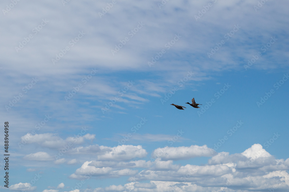 Vol de canards dans un beau ciel de nuages blancs