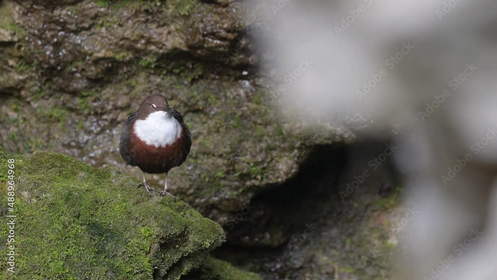 Singing on the river, the White throated dipper (Cinclus cinclus) Singing on the river, the White throated dipper (Cinclus cinclus)