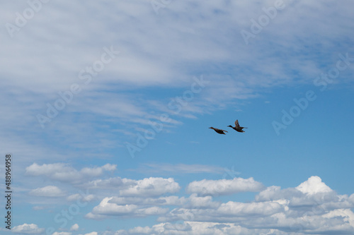 Vol de canards dans un beau ciel de nuages blancs
