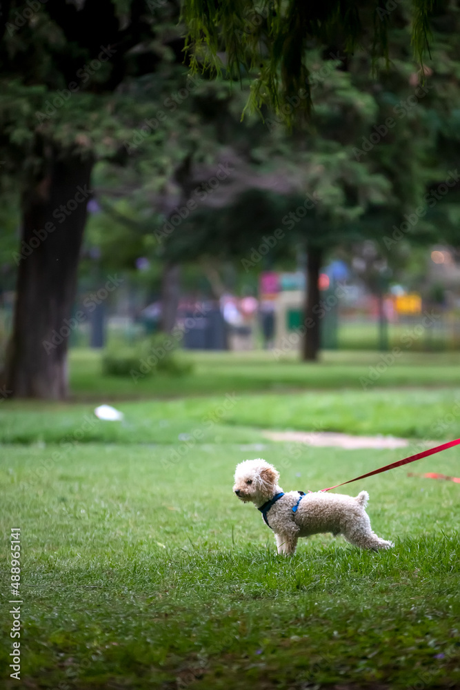 Cute dog in a park