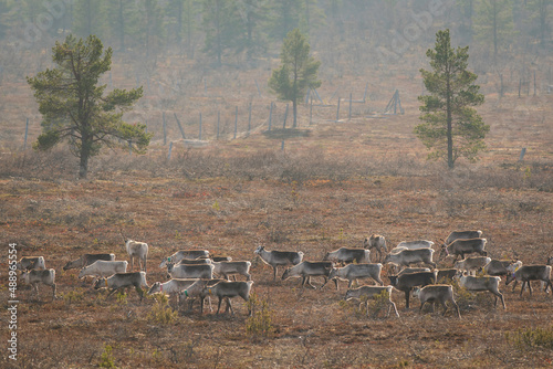 Reindeer herd in late autumn tundra