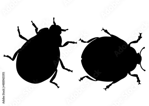 Beetles insects in a set. Vector image.