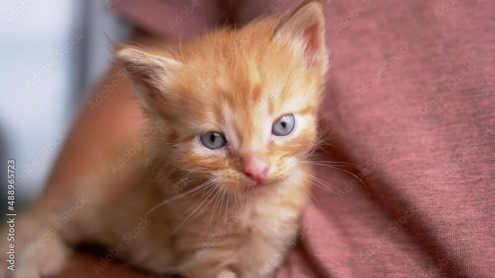 An Unknown Male Holds a Small Fluffy Ginger Kitten in Arms. A defenseless, curious, sleepy, funny newborn pet with blue eyes sitting on hands, looks around in bright sunlight. Animal care. Close up. An Unknown Male Holds a Small Fluffy Ginger Kitten in Arms. A defenseless, curious, sleepy, funny newborn pet with blue eyes sitting on hands, looks around in bright sunlight. Animal care. Close up.