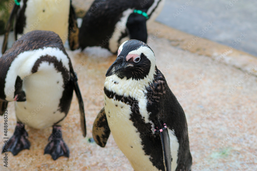 Obraz premium Penguin