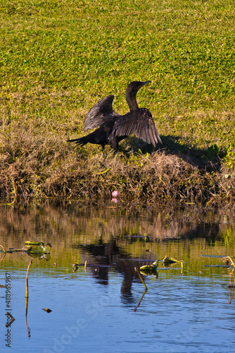 Wild birds on a golf course in Stuart Florida