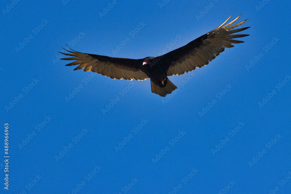 Fototapeta premium Wild birds on a golf course in Stuart Florida