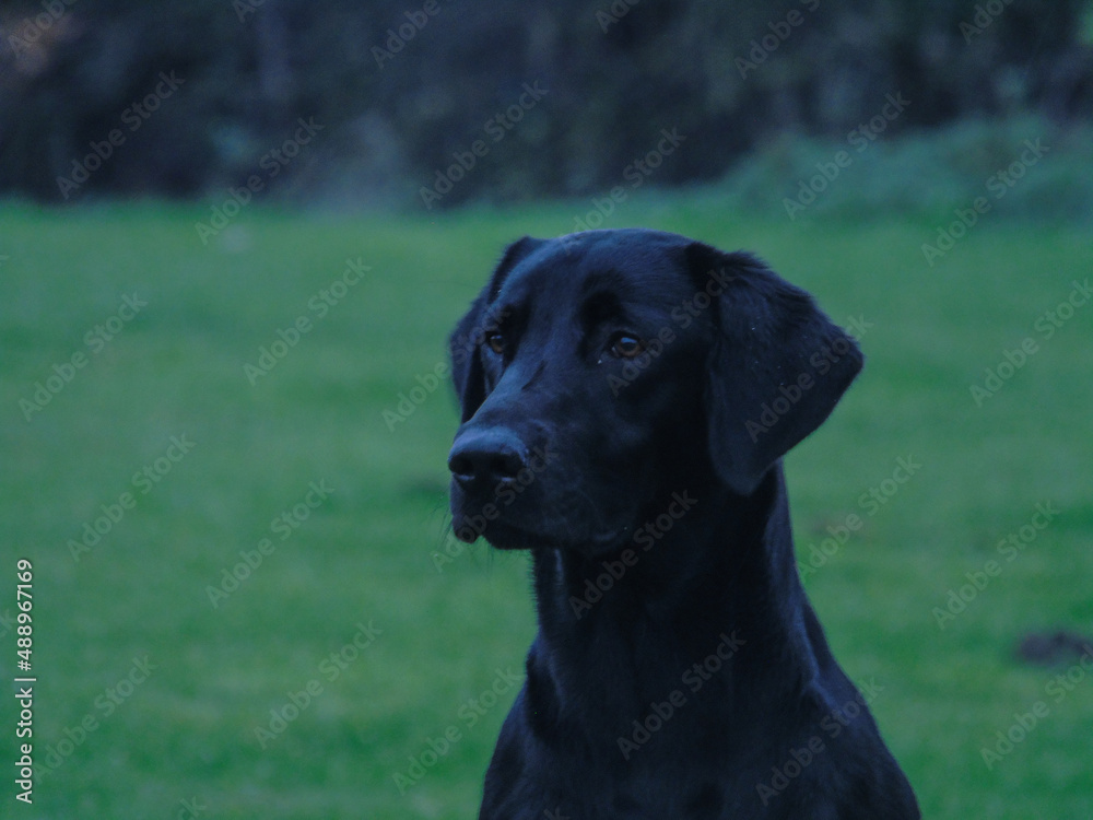 black lab pup