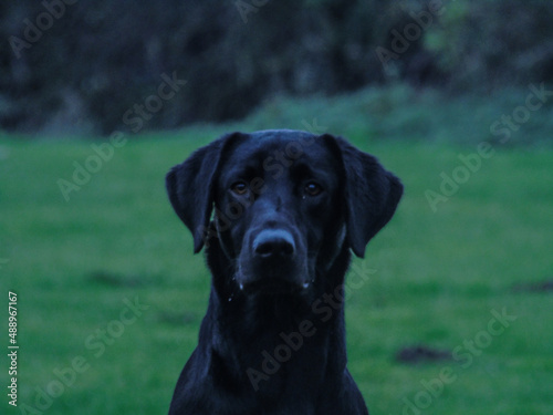 black lab pup © Charlotte