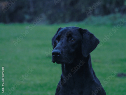 black lab pup