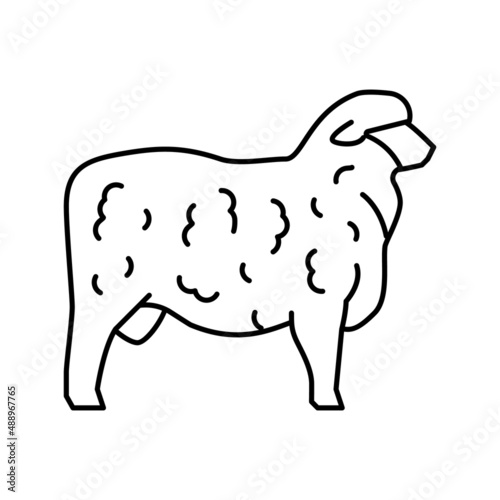 corriedale sheep line icon vector illustration