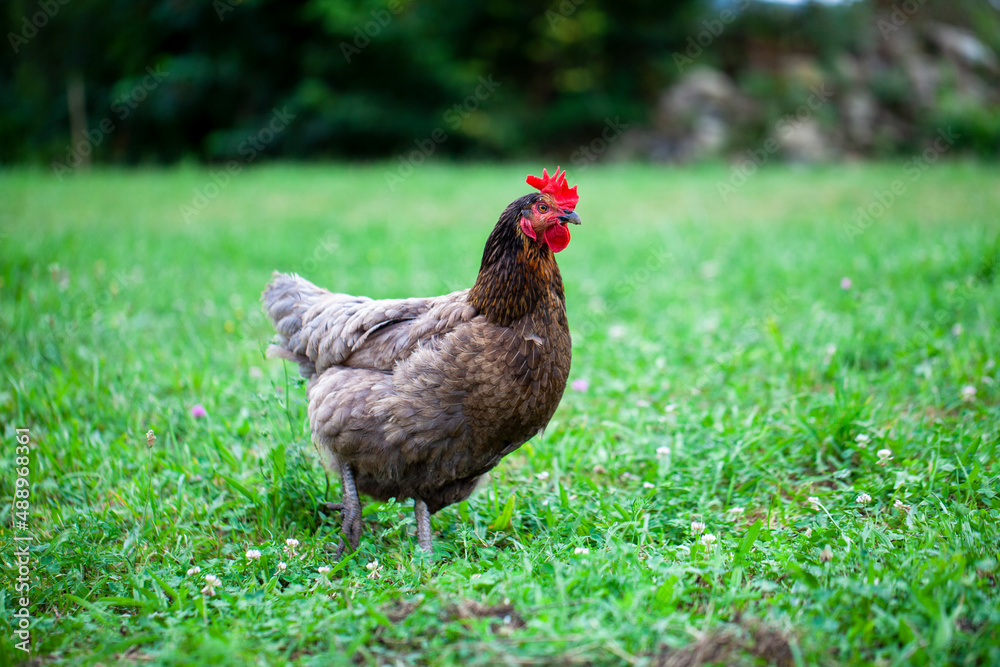 Gallina caminando libre por el campo. Avicultura ecológica. Gallina caminando libre por el campo. Avicultura ecológica.