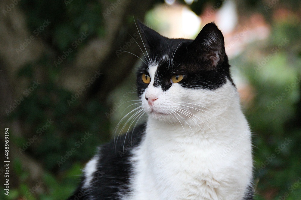 black and white cat sitting in green, majestic domestic cat, animal sitting on dry grass and among ivy, cat in the park, fur animal, cat with one eye closed black and white cat sitting in green, majestic domestic cat, animal sitting on dry grass and among ivy, cat in the park, fur animal, cat with one eye closed