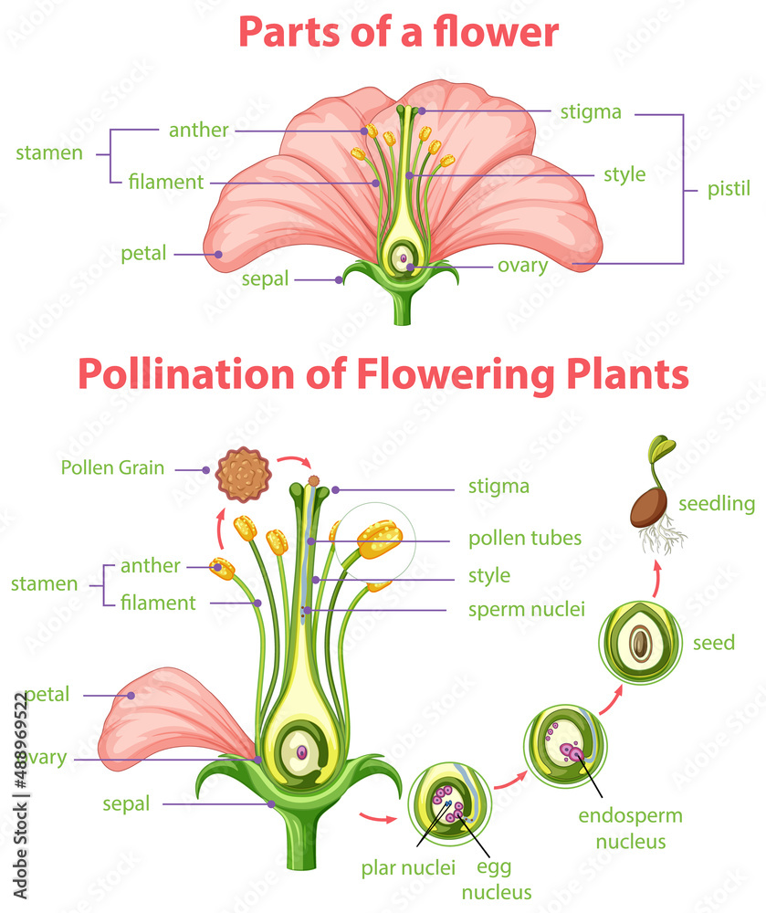 Pollination Notes.pdf Diagram of pollination of flowering plants Stock Vector | Adobe Stock