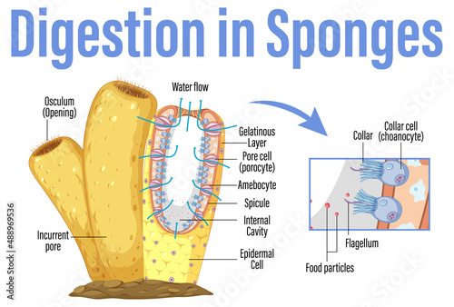 Diagram showing digestion in sponges