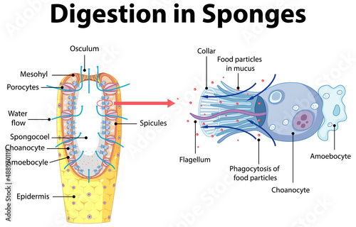 Diagram showing digestion in sponges