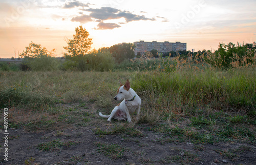 Dog breed Jack Russell Terrier in the park