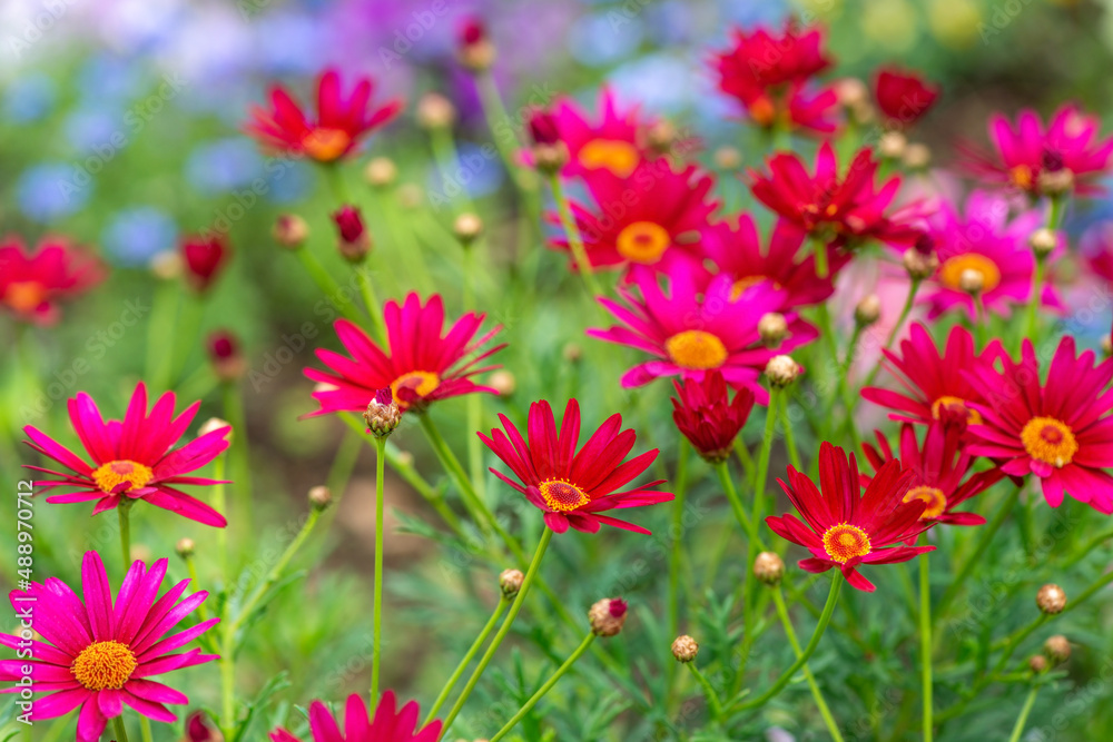 beautiful red Pyrethrum roseum or Persian Daisy in garden beautiful red Pyrethrum roseum or Persian Daisy in garden