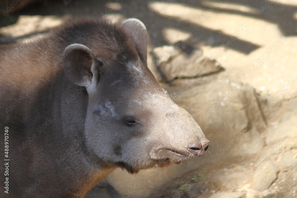 Closeup of South American tapir (Tapirus terrestris), also known as the Brazilian tapir, on a sunny day. Closeup of South American tapir (Tapirus terrestris), also known as the Brazilian tapir, on a sunny day.