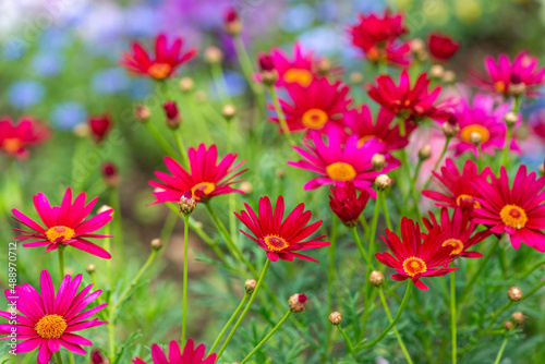 beautiful red Pyrethrum roseum or Persian Daisy in garden