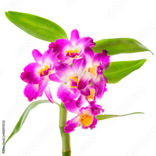 branch of purple orchid dendrobium  cattleya with leaves is isolated on white background