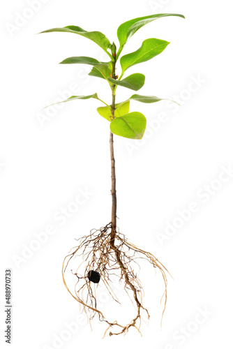 young seedling of lilac with exposed roots is isolated on white background, close up