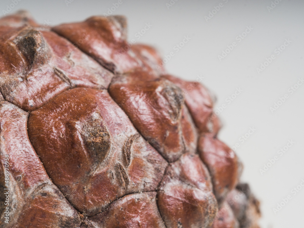 Conifer macro photography with copy space