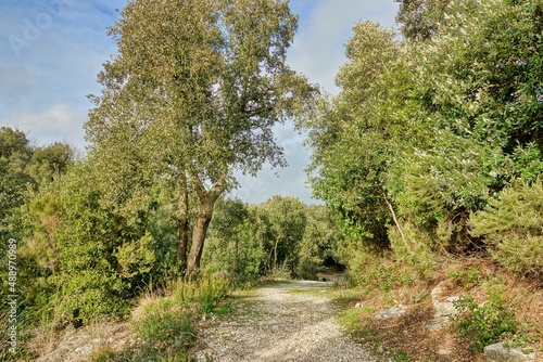 path in the forest , image taken in Follonica, grosseto, tuscany, italy , larderello desert photo