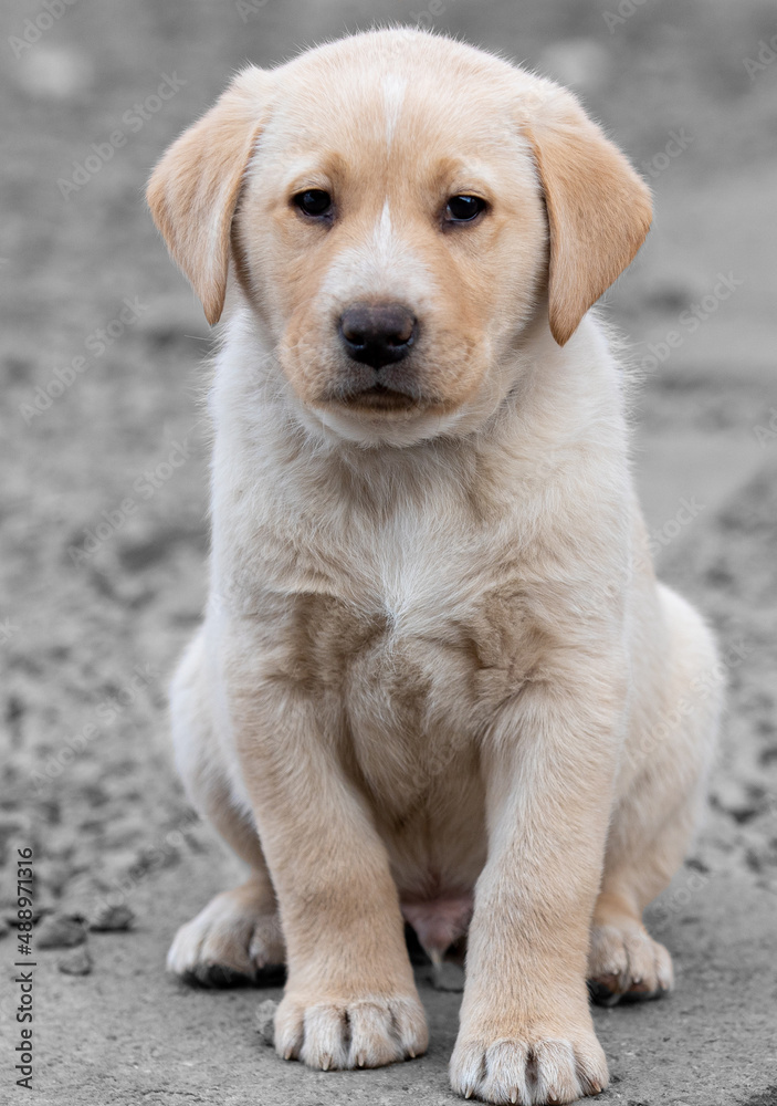 A Labrador puppy in the foreground A Labrador puppy in the foreground