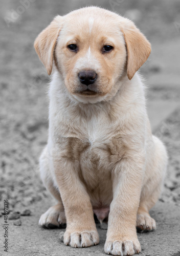A Labrador puppy in the foreground