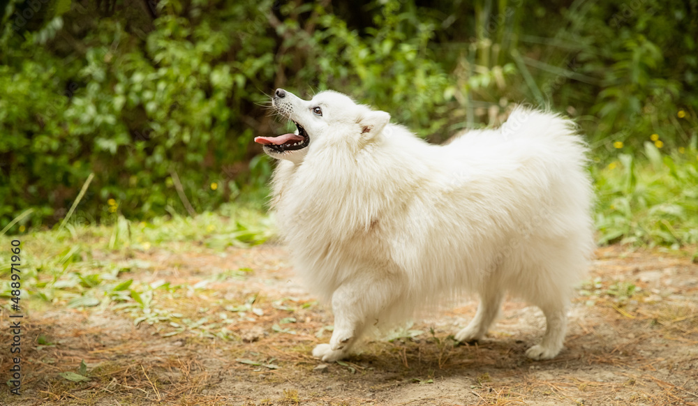 cute fluffy japanese spitz puppy dog on natural background in a forest or park cute fluffy japanese spitz puppy dog on natural background in a forest or park