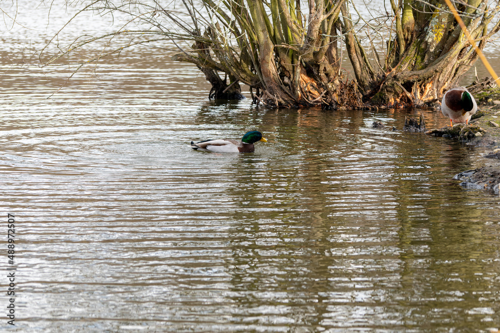 Fototapeta premium Canard sur étang,