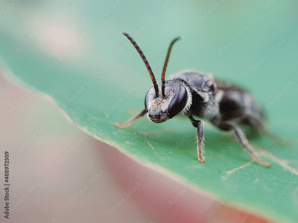Fototapeta premium ant on a leaf