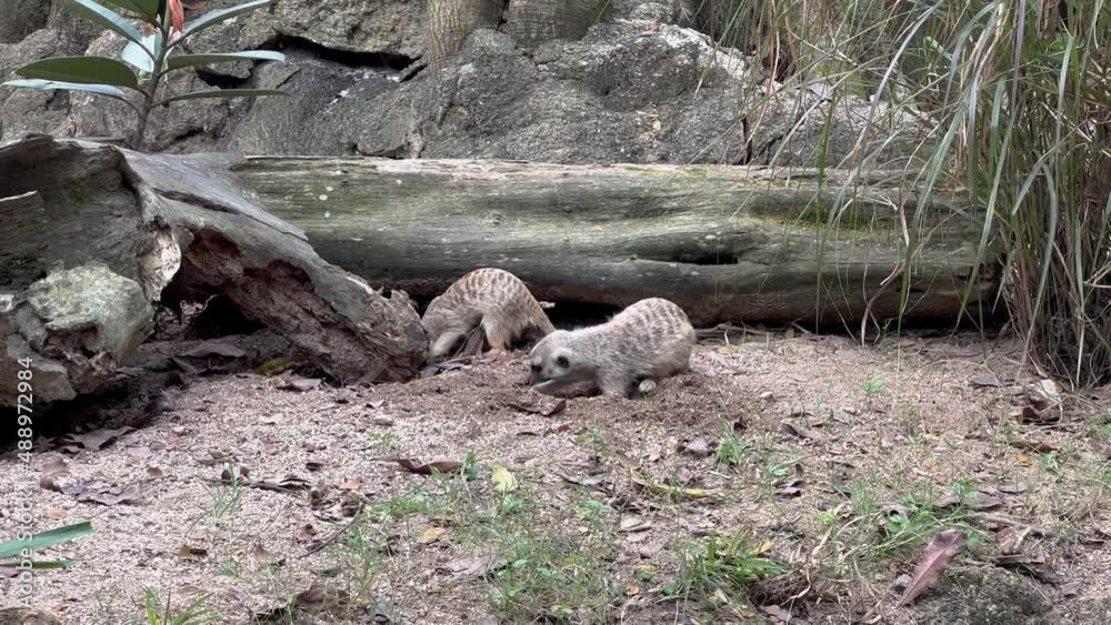 Cute pair of busy meerkats, suricata suricatta digging hole on the ground with its front claws, wildlife static shot at safari zoo, mandai reserves, Singapore. Cute pair of busy meerkats, suricata suricatta digging hole on the ground with its front claws, wildlife static shot at safari zoo, mandai reserves, Singapore.