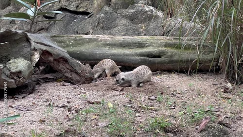 Cute pair of busy meerkats, suricata suricatta digging hole on the ground with its front claws, wildlife static shot at safari zoo, mandai reserves, Singapore. photo