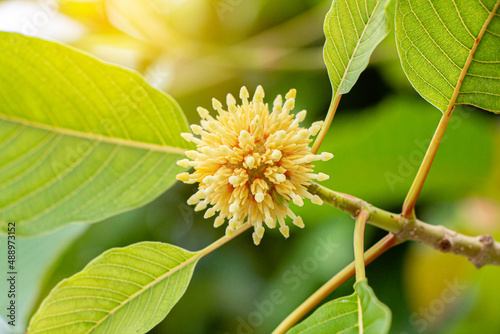 Korth cottage flowers, (Kratom flowers) growing in nature are addictive and medical.
